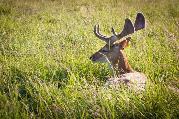 Dublin Phoenix Parc Cerfs Ekla